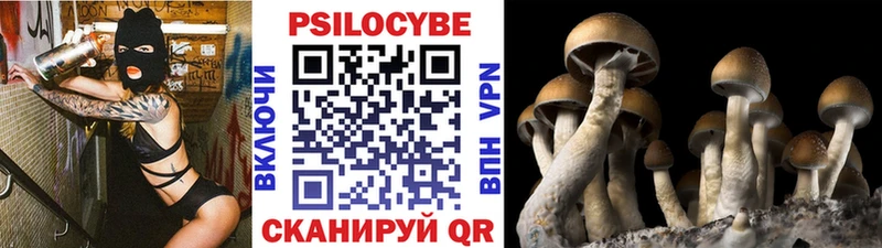 где можно купить   Невьянск  Псилоцибиновые грибы Cubensis 